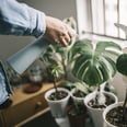 The Sex Appeal of Dating a Plant Dad